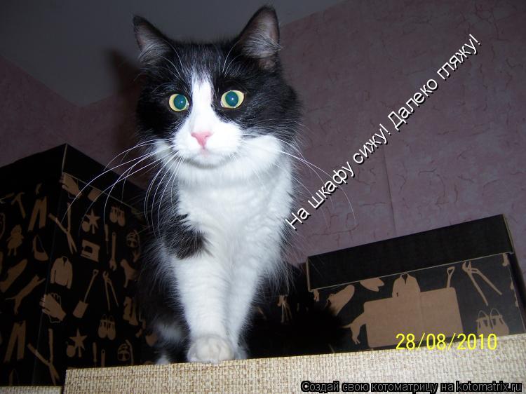 На шкафу сижу! Далеко гляжу!... Котоматрица: На шкафу сижу! Далеко гляжу!