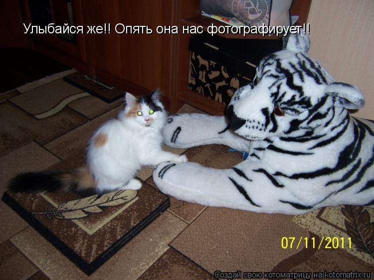 Улыбайся же!! Опять она нас фотографирует!!... Котоматрица: Улыбайся же!! Опять она нас фотографирует!!