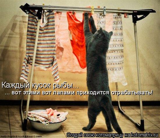 Котоматрица: Каждый кусок рыбы...  ... вот этими вот лапами приходится отрабатывать!