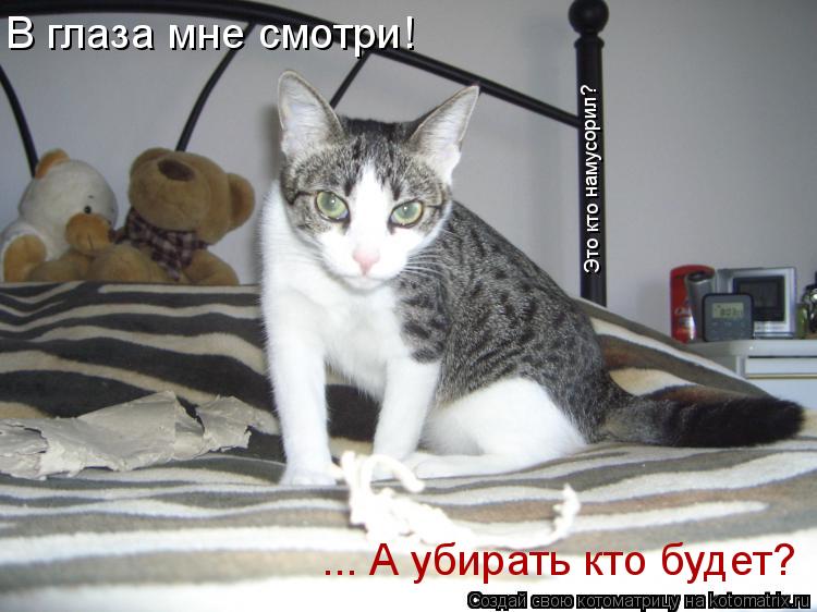 Котоматрица: В глаза мне смотри! Это кто намусорил? ... А убирать кто будет?