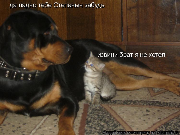 Котоматрица: извини брат я не хотел да ладно тебе Степаныч забудь