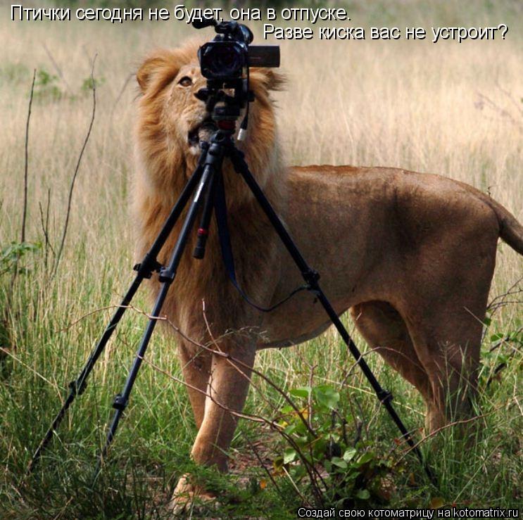 Котоматрица: Птички сегодня не будет, она в отпуске.  Разве киска вас не устроит?