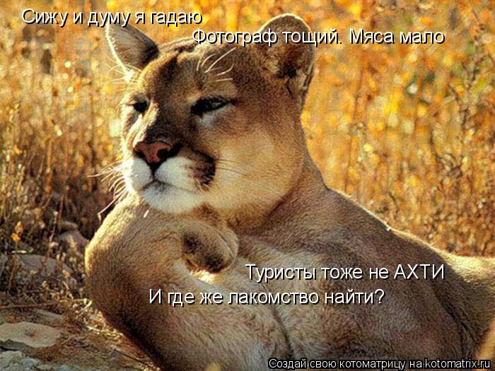 Котоматрица: Сижу и думу я гадаю Фотограф тощий. Мяса мало Туристы тоже не АХТИ И где же лакомство найти?