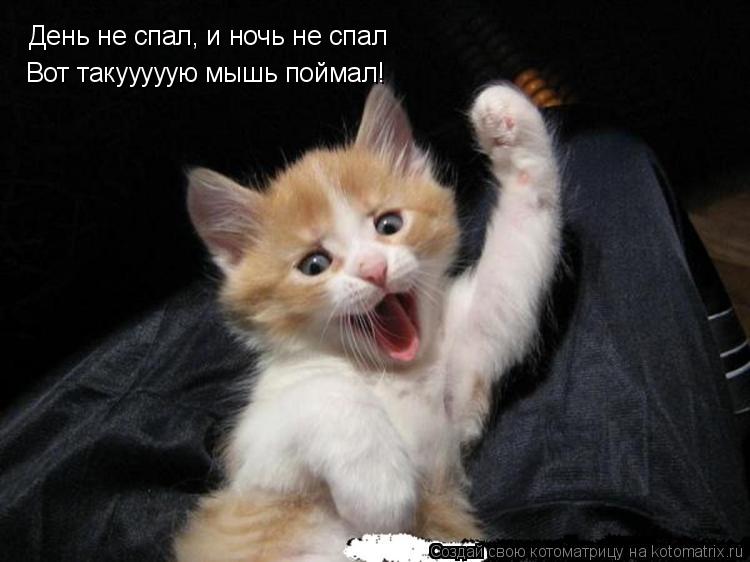 Котоматрица: День не спал, и ночь не спал Вот такууууую мышь поймал!