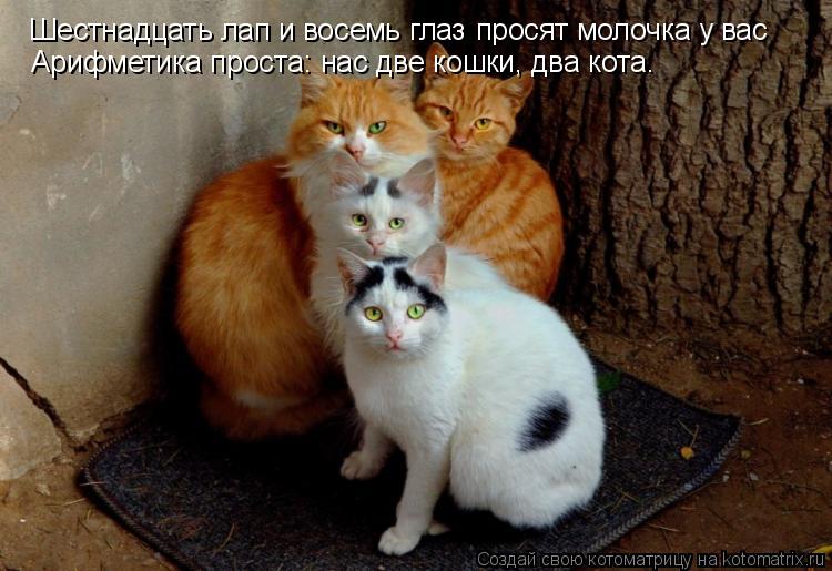 Котоматрица: Шестнадцать лап и восемь глаз просят молочка у вас Арифметика проста: нас две кошки, два кота.