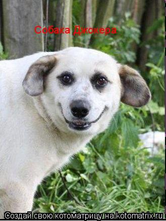Котоматрица: Собака Джокера