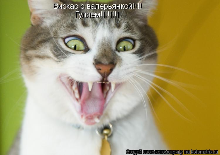 Котоматрица: Вискас с валерьянкой!!!! Гуляем!!!!!!!!