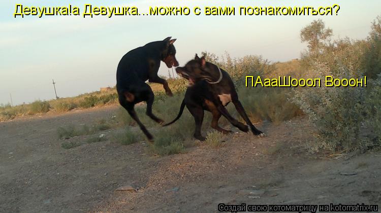 Котоматрица: Девушка!а Девушка...можно с вами познакомиться? ПАааШооол Вооон!