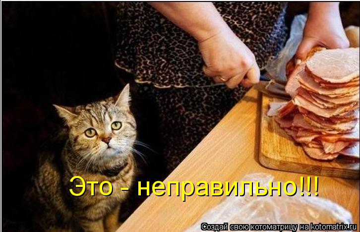 Котоматрица: Это - неправильно!!!