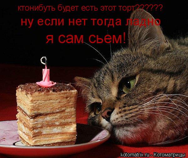 Котоматрица: ктонибуть будет есть этот торт?????? ну если нет тогда ладно я сам сьем!