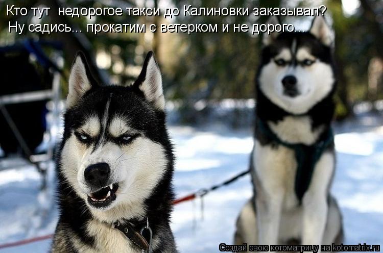 Котоматрица: Кто тут  недорогое такси до Калиновки заказывал? Ну садись... прокатим с ветерком и не дорого...