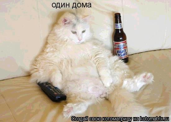 Котоматрица: один дома