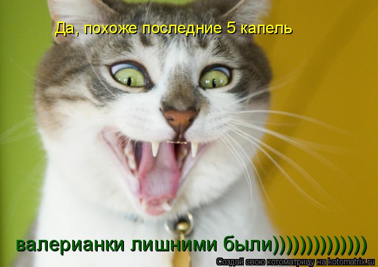 Котоматрица: Да, похоже последние 5 капель валерианки лишними были))))))))))))))
