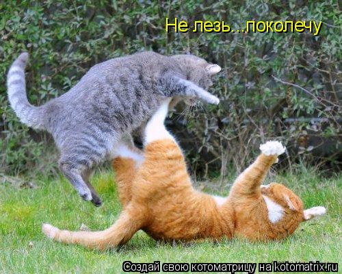 Котоматрица: Не лезь...поколечу