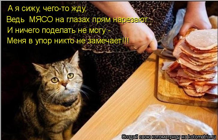 Котоматрица: А я сижу, чего-то жду, Ведь  МЯСО на глазах прям нарезают... И ничего поделать не могу - Меня в упор никто не замечает!!!