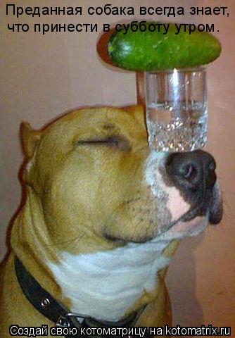 Котоматрица: Преданная собака всегда знает, что принести в субботу утром.