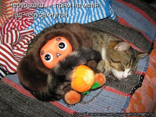 Котоматрица: Чебурашка......прям на меня  гад чебурахнулся