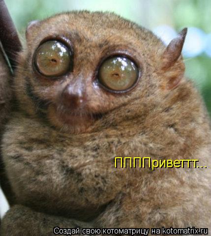 Котоматрица: ППППриветтт...