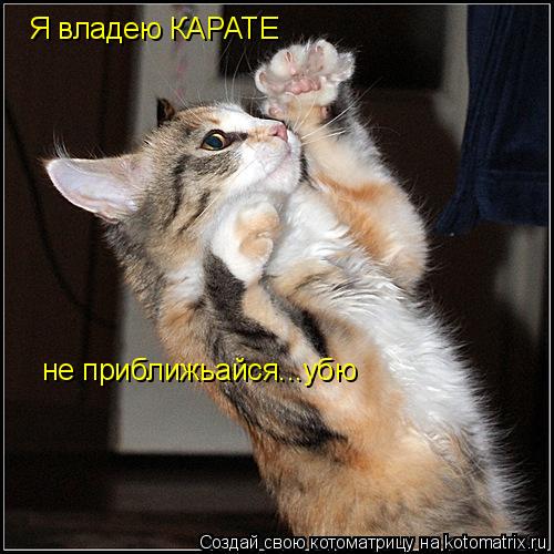 Котоматрица: Я владею КАРАТЕ не приближьайся...убю