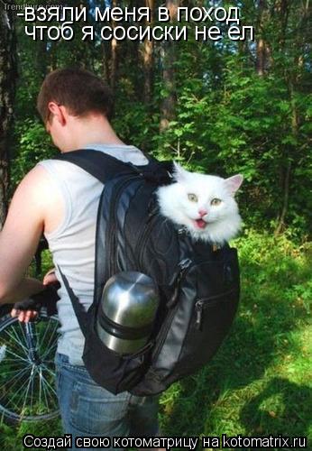 Котоматрица: -взяли меня в поход чтоб я сосиски не ел