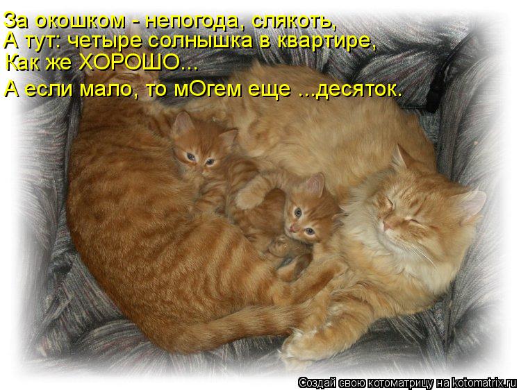Котоматрица: За окошком - непогода, слякоть, А тут: четыре солнышка в квартире, Как же ХОРОШО... А если мало, то мОгем еще ...десяток.
