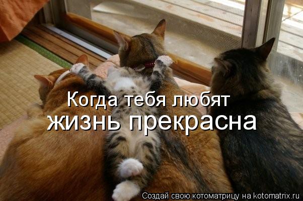 Когда тебя любят жизнь прекрасна... Котоматрица: Когда тебя любят жизнь прекрасна