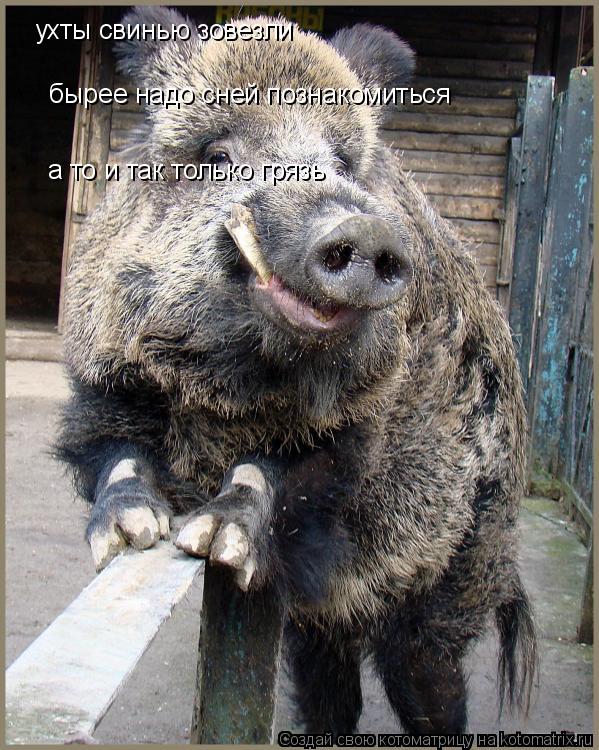 Котоматрица: ухты свинью зовезли  бырее надо сней познакомиться а то и так только грязь