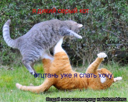 Котоматрица: я дикий серый кот отцтань уже я спать хочу...