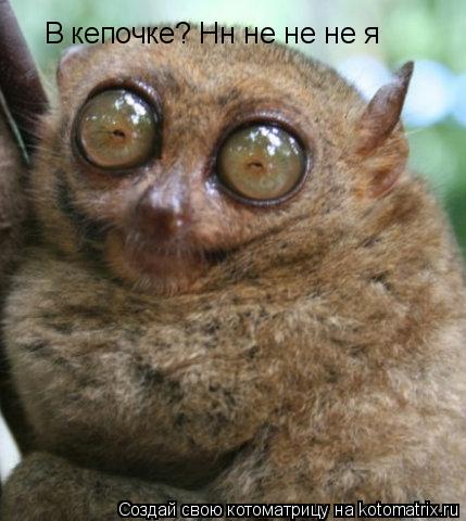 Котоматрица: В кепочке? Нн не не не я