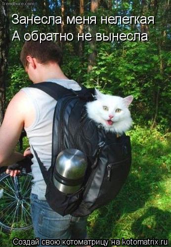 Котоматрица: Занесла меня нелегкая А обратно не вынесла