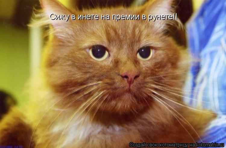 Котоматрица: Сижу в инете на премии в рунете!!