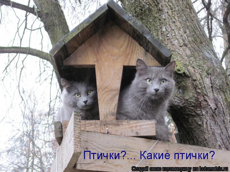 Котоматрица: Птички?... Какие птички?