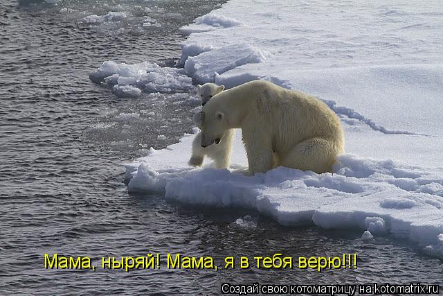Котоматрица: Мама, ныряй! Мама, я в тебя верю!!!