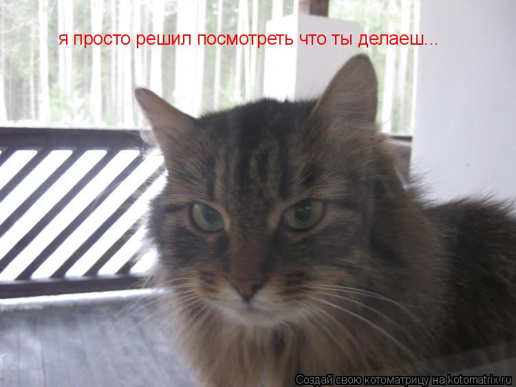 Котоматрица: я просто решил посмотреть что ты делаеш...
