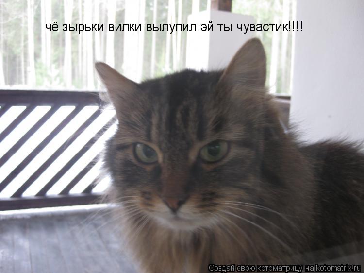 Котоматрица: чё зырьки вилки вылупил эй ты чувастик!!!!