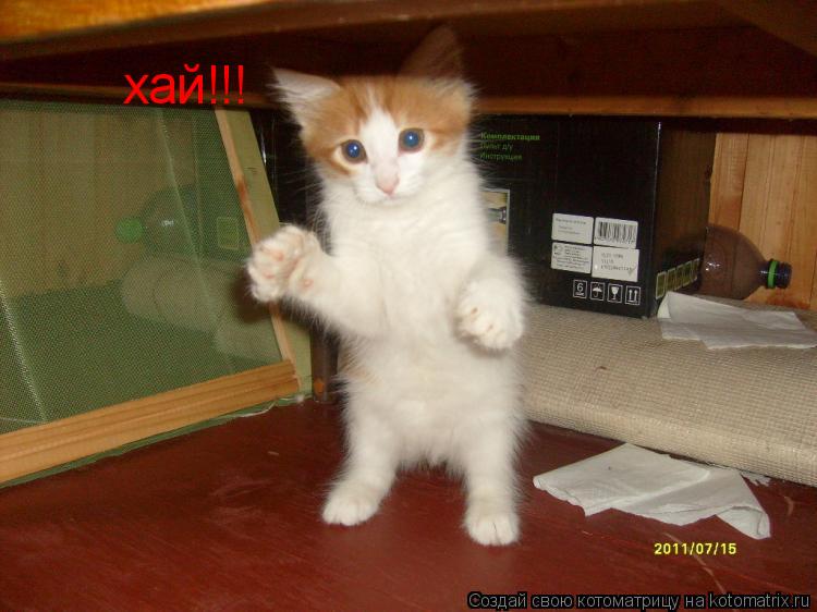 Котоматрица: хай!!!