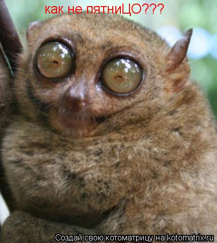 Котоматрица: как не пятниЦО???