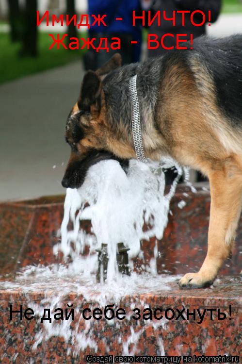 Котоматрица: Имидж - НИЧТО! Жажда - ВСЕ! Не дай себе засохнуть!