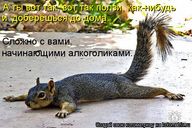 Котоматрица: А ты вот так, вот так ползи, как-нибудь и  доберёшься до дома. Сложно с вами, начинающими алкоголиками...