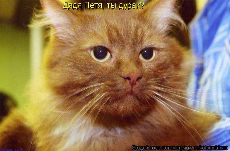 Котоматрица: Дядя Петя, ты дурак?