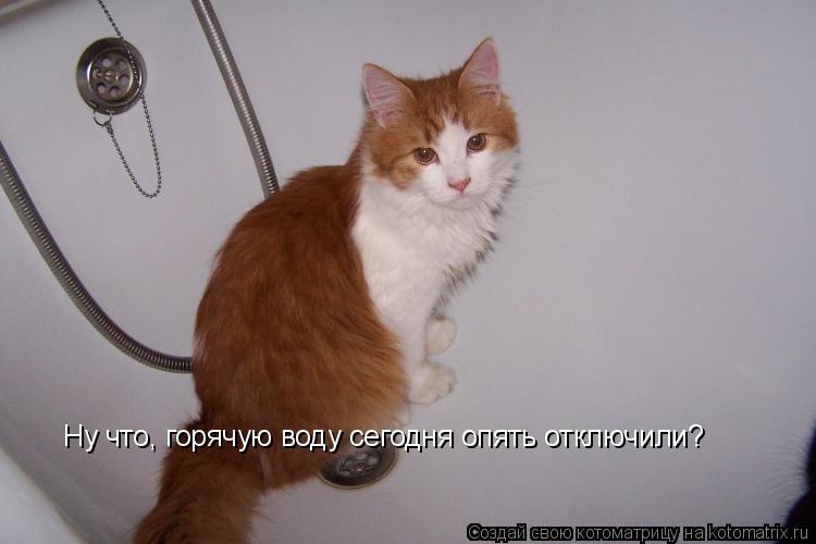 Котоматрица: Ну что, горячую воду сегодня опять отключили?