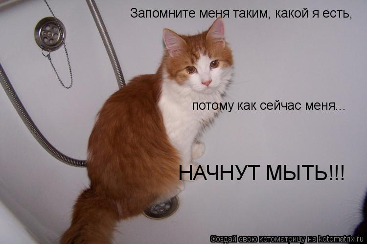 Котоматрица: Запомните меня таким, какой я есть, потому как сейчас меня... НАЧНУТ МЫТЬ!!!