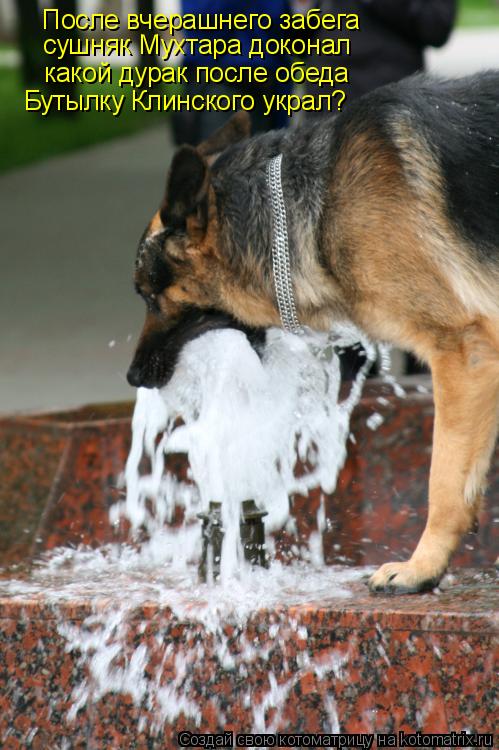 Котоматрица: После вчерашнего забега сушняк Мухтара доконал какой дурак после обеда Бутылку Клинского украл?