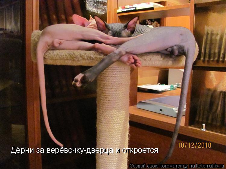 Котоматрица: Дёрни за верёвочку-дверца и откроется