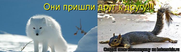 Котоматрица: Они пришли друг к другу!!!