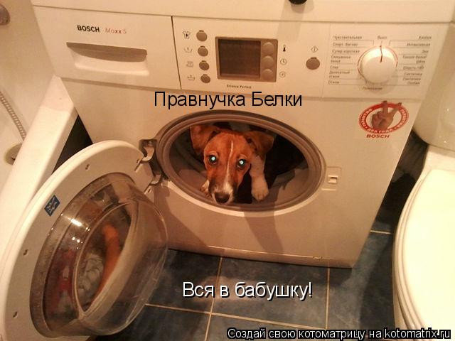 Правнучка Белки Вся в бабушку!... Котоматрица: Правнучка Белки Вся в бабушку!