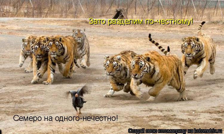 Котоматрица: Семеро на одного-нечестно! Зато разделим по-честному!