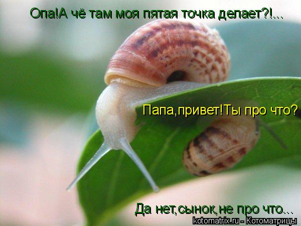 Котоматрица: Опа!А чё там моя пятая точка делает?!... Папа,привет!Ты про что? Да нет,сынок,не про что...