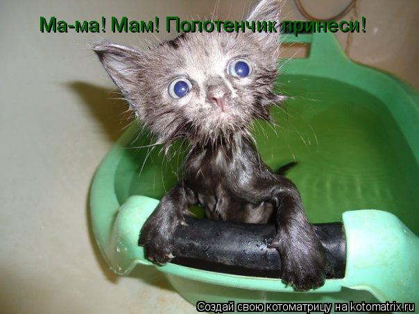 Котоматрица: Ма-ма! Мам! Полотенчик принеси!