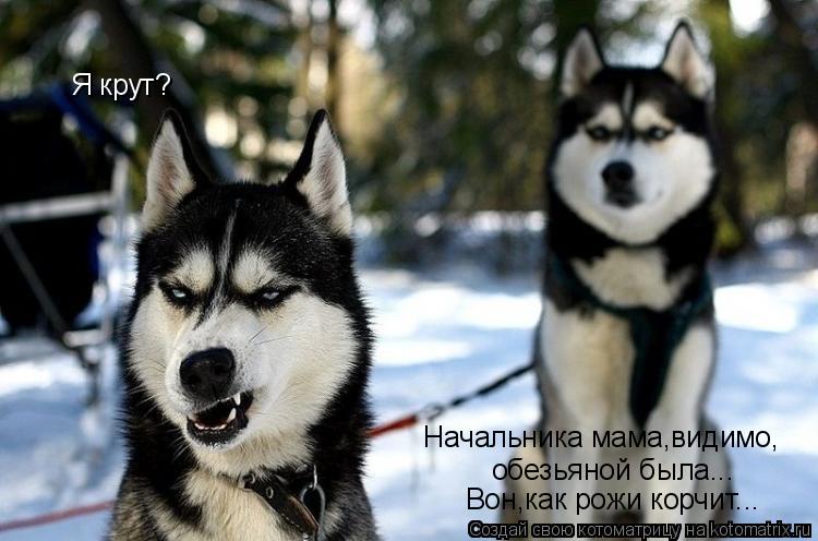 Котоматрица: Я крут? Начальника мама,видимо, обезьяной была... Вон,как рожи корчит...
